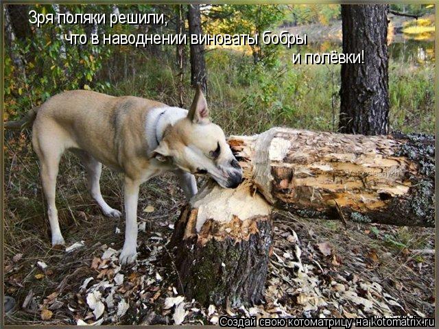 Зря поляки решили, что в наводнении виноваты бобры и полёвки!... Котоматрица: Зря поляки решили, что в наводнении виноваты бобры и полёвки!