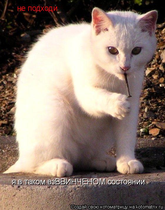 не подходи я в таком взВВИНЧЕНОМ состоянии... Котоматрица: не подходи я в таком взВВИНЧЕНОМ состоянии