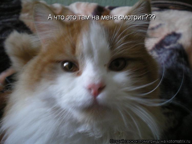 А что это там на меня смотрит???... Котоматрица: А что это там на меня смотрит???