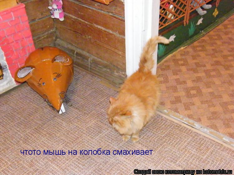 чтото мышь на колобка смахивает... Котоматрица: чтото мышь на колобка смахивает