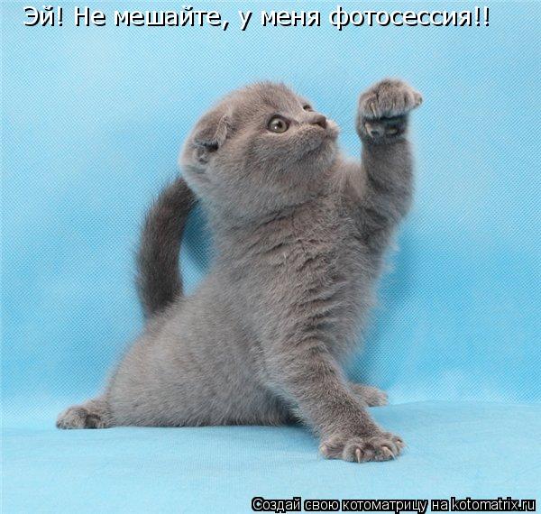 Котоматрица: Эй! Не мешайте, у меня фотосессия!!