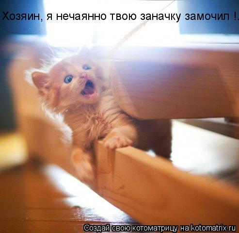 Хозяин, я нечаянно твою заначку замочил !...... Котоматрица: Хозяин, я нечаянно твою заначку замочил !...