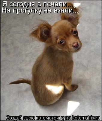 Я сегодня в печали... На прогулку не взяли...... Котоматрица: Я сегодня в печали... На прогулку не взяли...