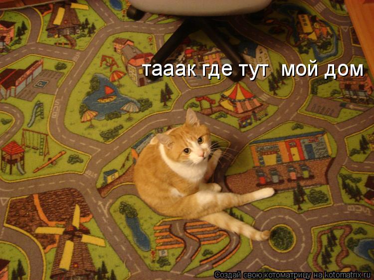 тааак где тут мой дом... Котоматрица: тааак где тут мой дом
