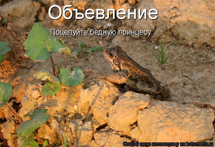 Объевление Поцелуйте бедную принцесу... Котоматрица: Объевление Поцелуйте бедную принцесу