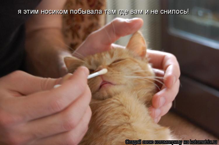я этим носиком побывала там где вам и не снилось!... Котоматрица: я этим носиком побывала там где вам и не снилось!