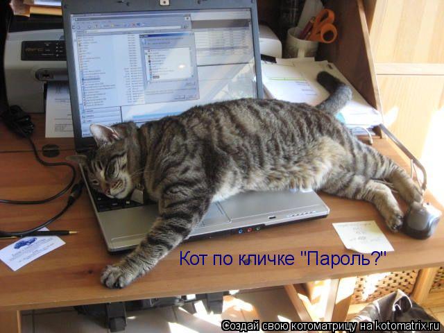 Кот по кличке "Пароль?"... Котоматрица: Кот по кличке "Пароль?"