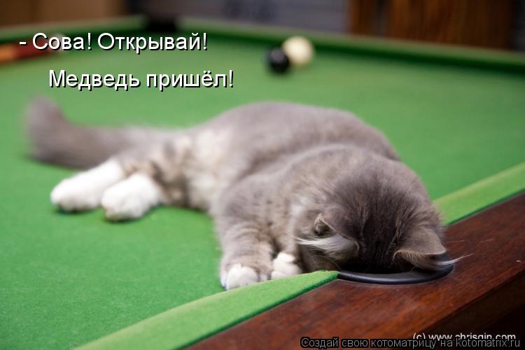 - Сова! Открывай! Медведь пришёл!... Котоматрица: - Сова! Открывай! Медведь пришёл!