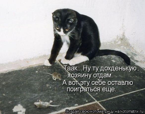 Таак...Ну ту дохденькую хозяину отдам. А вот эту себе оставлю поиграться еще.... Котоматрица: Таак...Ну ту дохденькую хозяину отдам. А вот эту себе оставлю поиграться еще.
