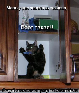Моль у вас завелась хозяева, Воот такая!!... Котоматрица: Моль у вас завелась хозяева, Воот такая!!
