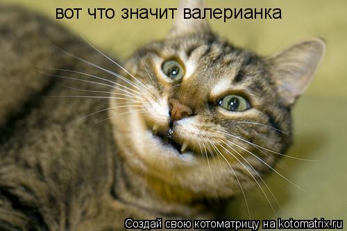 вот что значит валерианка... Котоматрица: вот что значит валерианка