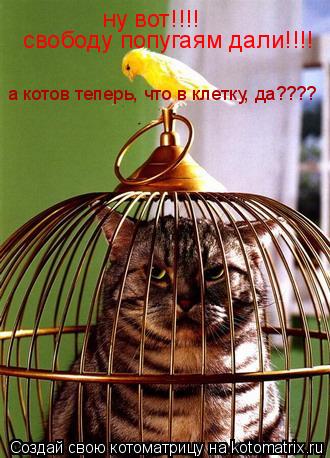 ну вот!!!! свободу попугаям дали!!!! а котов теперь, что в клетку, да????... Котоматрица: ну вот!!!! свободу попугаям дали!!!! а котов теперь, что в клетку, да????
