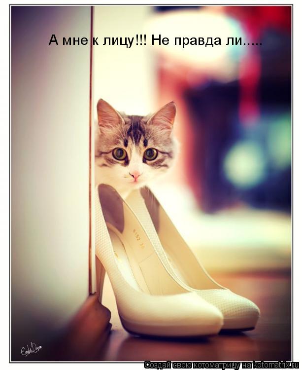 А мне к лицу!!! Не правда ли........ Котоматрица: А мне к лицу!!! Не правда ли.....