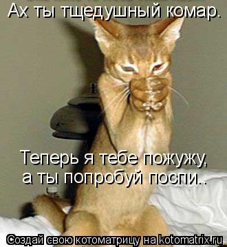 Ах ты тщедушный комар. Теперь я тебе пожужу, а ты попробуй поспи..... Котоматрица: Ах ты тщедушный комар. Теперь я тебе пожужу, а ты попробуй поспи..