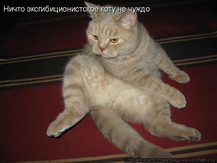Ничто эксгибиционистское коту не чуждо... Котоматрица: Ничто эксгибиционистское коту не чуждо