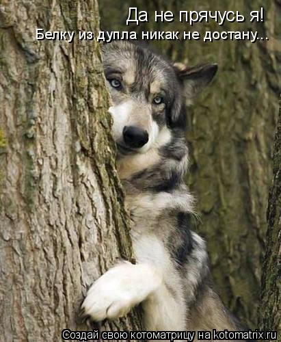 Да не прячусь я! Белку из дупла никак не достану...... Котоматрица: Да не прячусь я! Белку из дупла никак не достану...