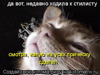 да вот, недавно ходила к стилисту смотри, какую на усах прическу сделал... Котоматрица: да вот, недавно ходила к стилисту смотри, какую на усах прическу сделал