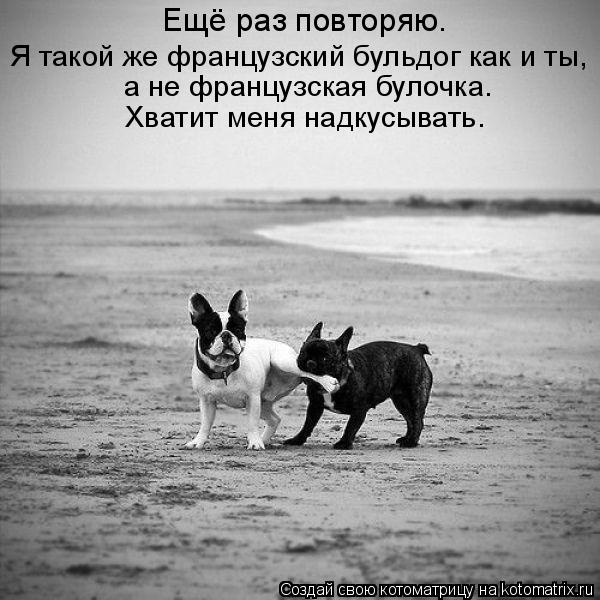 Ещё раз повторяю. Я такой же французский бульдог как и ты, а не французская булочка. Хватит меня надк... Котоматрица: Ещё раз повторяю. Я такой же французский бульдог как и ты, а не французская булочка. Хватит меня надкусывать.