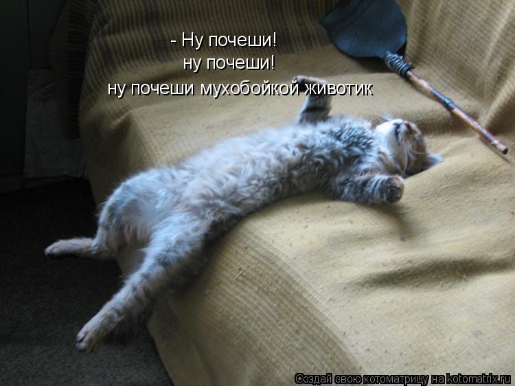 - Ну почеши! ну почеши! ну почеши мухобойкой животик... Котоматрица: - Ну почеши! ну почеши! ну почеши мухобойкой животик