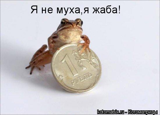 Я не муха,я жаба!... Котоматрица: Я не муха,я жаба!