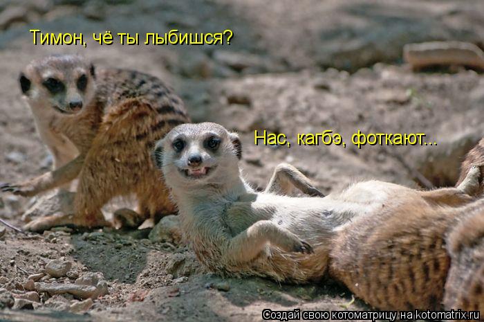 Тимон, чё ты лыбишся? Нас, кагбэ, фоткают...... Котоматрица: Тимон, чё ты лыбишся? Нас, кагбэ, фоткают...