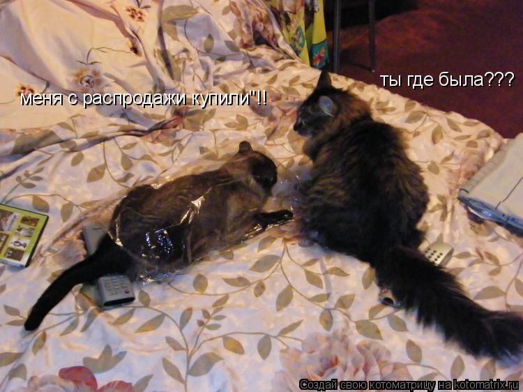 ты где была??? меня с распродажи купили"!!... Котоматрица: ты где была??? меня с распродажи купили"!!
