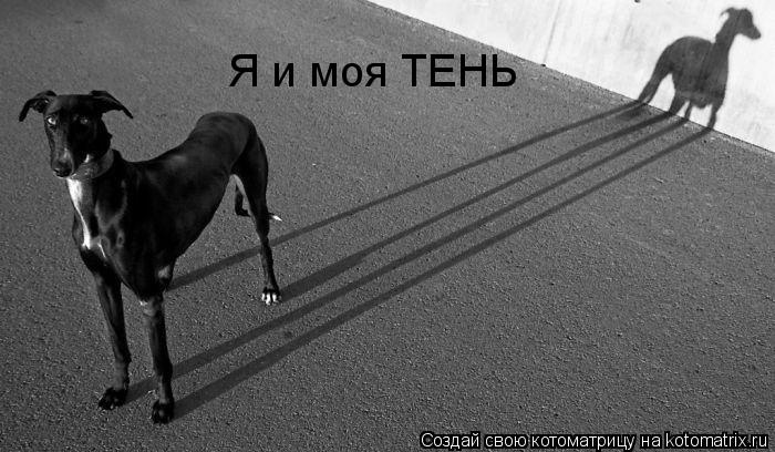 Я и моя ТЕНЬ... Котоматрица: Я и моя ТЕНЬ