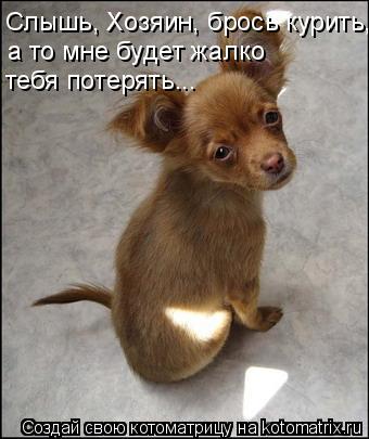 Слышь, Хозяин, брось курить, а то мне будет жалко тебя потерять...... Котоматрица: Слышь, Хозяин, брось курить, а то мне будет жалко тебя потерять...