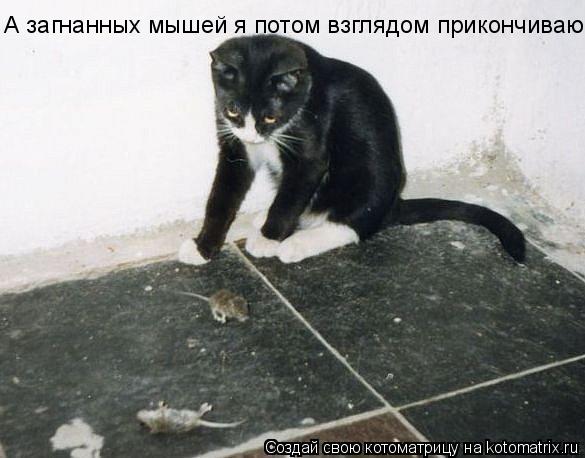 А загнанных мышей я потом взглядом прикончиваю..... Котоматрица: А загнанных мышей я потом взглядом прикончиваю..