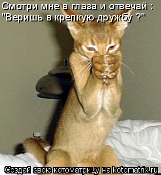 Смотри мне в глаза и отвечай : "Веришь в крепкую дружбу ?"... Котоматрица: Смотри мне в глаза и отвечай : "Веришь в крепкую дружбу ?"