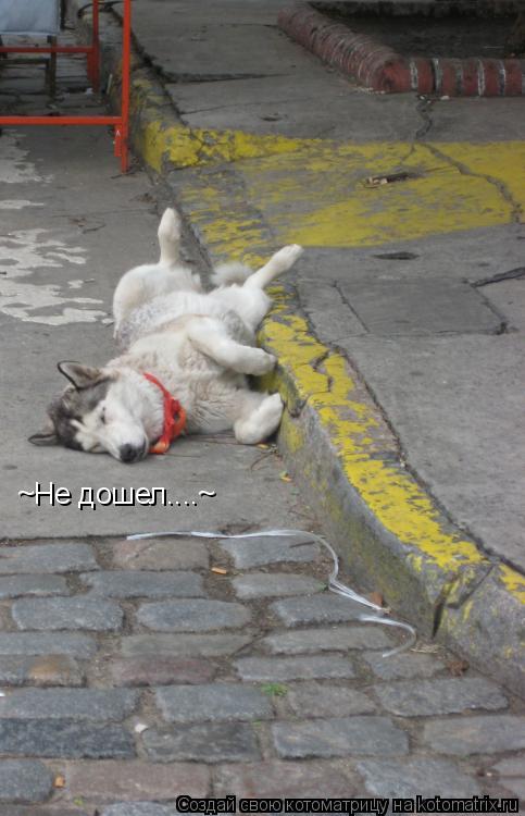 ~Не дошел....~... Котоматрица: ~Не дошел....~