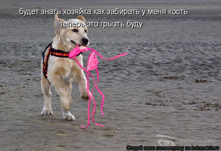 будет знать хозяйка как забирать у меня кость теперь это грызть буду... Котоматрица: будет знать хозяйка как забирать у меня кость теперь это грызть буду