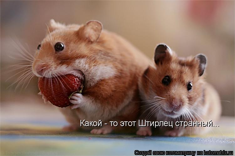 Какой - то этот Штирлец странный...... Котоматрица: Какой - то этот Штирлец странный...