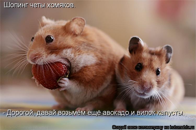 Шопинг четы хомяков. - Дорогой, давай возьмём ещё авокадо и вилок капусты.... Котоматрица: Шопинг четы хомяков. - Дорогой, давай возьмём ещё авокадо и вилок капусты.