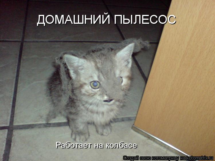 ДОМАШНИЙ ПЫЛЕСОС Работает на колбасе... Котоматрица: ДОМАШНИЙ ПЫЛЕСОС Работает на колбасе