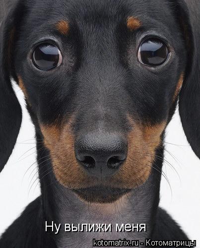 Ну вылижи меня... Котоматрица: Ну вылижи меня