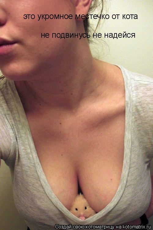 это укромное местечко от кота не подвинусь не надейся... Котоматрица: это укромное местечко от кота не подвинусь не надейся
