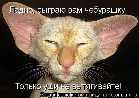 Ладно, сыграю вам чебурашку! Только уши не вытягивайте!... Котоматрица: Ладно, сыграю вам чебурашку! Только уши не вытягивайте!