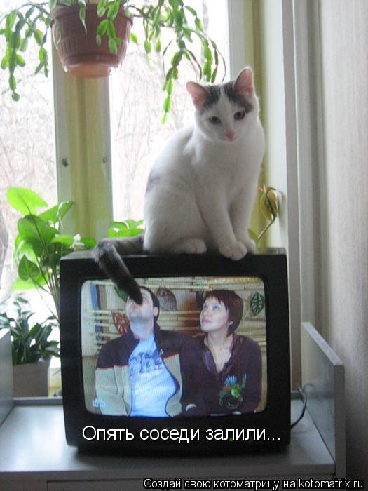 Опять соседи залили...... Котоматрица: Опять соседи залили...