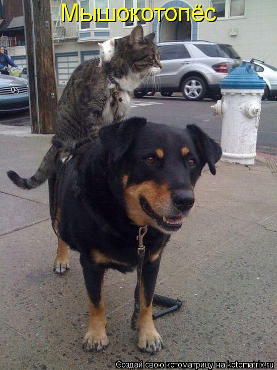 Мышокотопёс... Котоматрица: Мышокотопёс