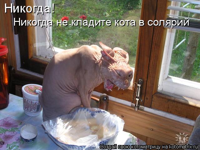 Никогда! Никогда не кладите кота в солярий... Котоматрица: Никогда! Никогда не кладите кота в солярий