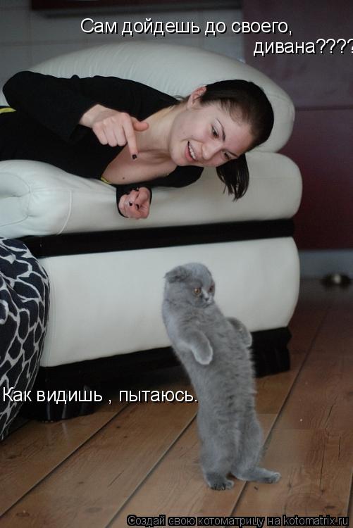 Сам дойдешь до своего, дивана???? Как видишь , пытаюсь.... Котоматрица: Сам дойдешь до своего, дивана???? Как видишь , пытаюсь.