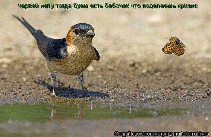 червей нету тогда буем есть бабочек что поделаешь кризис... Котоматрица: червей нету тогда буем есть бабочек что поделаешь кризис