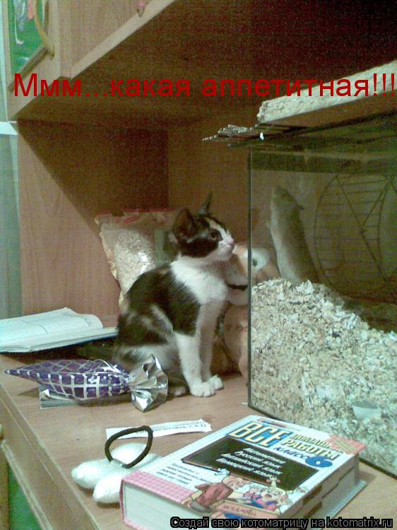 Ммм...какая аппетитная!!!... Котоматрица: Ммм...какая аппетитная!!!
