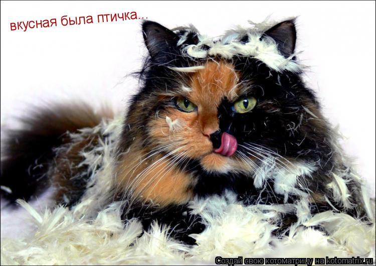 вкусная была птичка...... Котоматрица: вкусная была птичка...