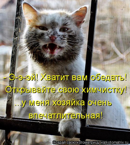 - Э-э-эй! Хватит вам обедать! Открывайте свою химчистку! ...у меня хозяйка очень впечатлительная!... Котоматрица: - Э-э-эй! Хватит вам обедать! Открывайте свою химчистку! ...у меня хозяйка очень впечатлительная!