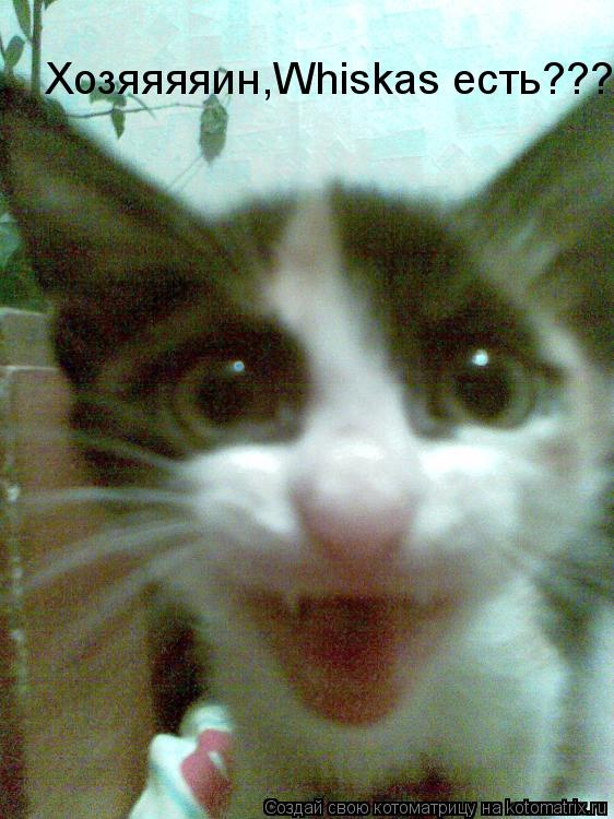 Хозяяяяин,Whiskas есть???... Котоматрица: Хозяяяяин,Whiskas есть???