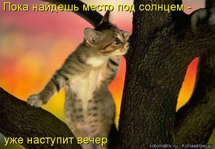 Пока найдешь место под солнцем - уже наступит вечер... Котоматрица: Пока найдешь место под солнцем - уже наступит вечер