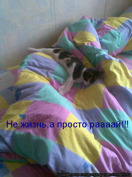 Не жизнь,а просто раааай!!!... Котоматрица: Не жизнь,а просто раааай!!!
