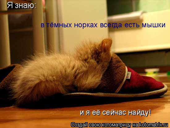 Я знаю: в тёмных норках всегда есть мышки и я её сейчас найду!... Котоматрица: Я знаю: в тёмных норках всегда есть мышки и я её сейчас найду!
